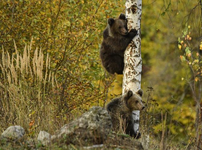 Des oursons grimpent à un arbre en voyant un grand ours mâle s'approcher d'un observatoire à ours près de la station touristique de Tusnad, dans le centre de la Roumanie, le 19 octobre 2019.