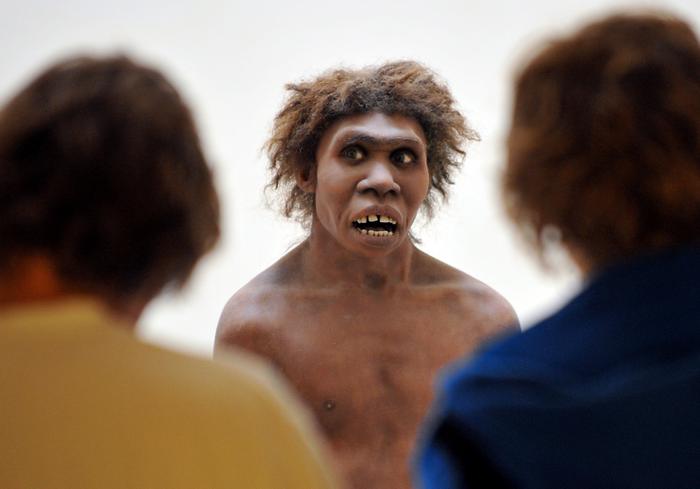 Une photo prise le 2 juillet 2008 à Eyzies-de-Tayac, en Dordogne, montre une maquette représentant un « Homo egaster » ou « Homo erectus » exposée au Musée national de la Préhistoire.