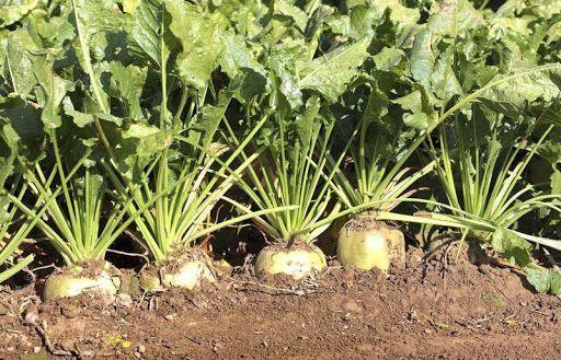 Google et Yahoo, internet