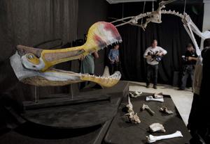 Des fossiles et des répliques d'un ptérosaure de l'espèce « Tropeognathus Mesembrinus » sont exposés au Musée national de l'Université fédérale de Rio de Janeiro, au Brésil.