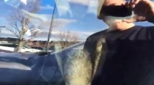 Chèvre dans une voiture