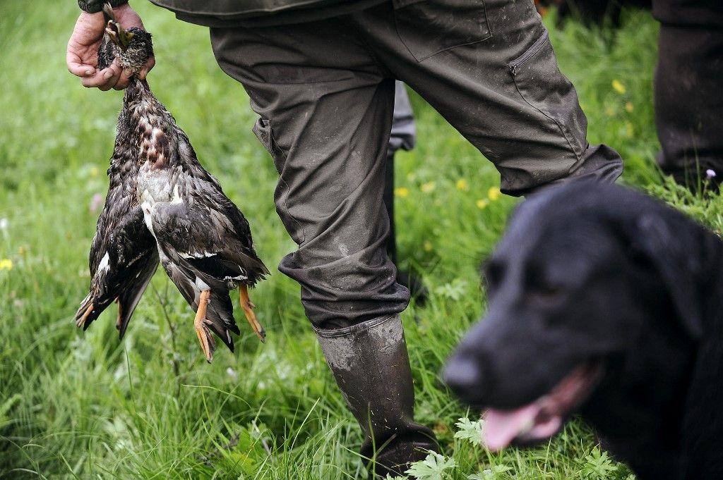chasse chasseur AFP
