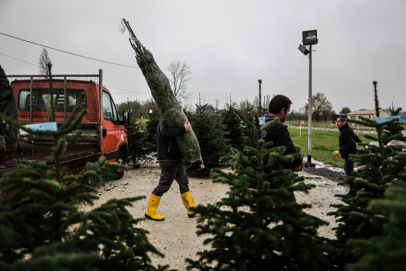 sapins de Noël