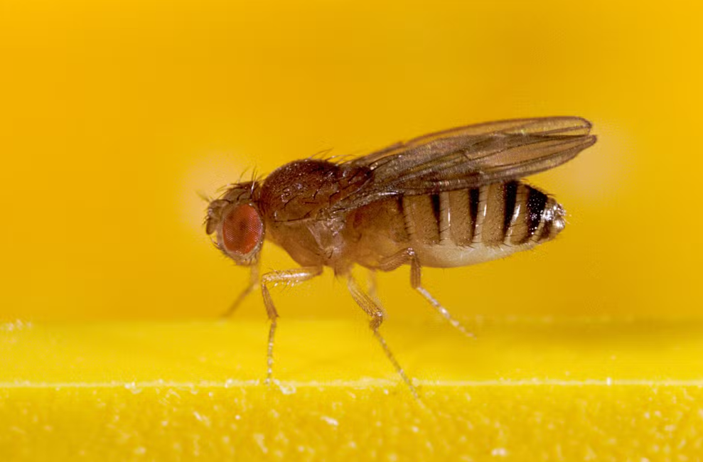 Image d'illustration d'une drosophile.