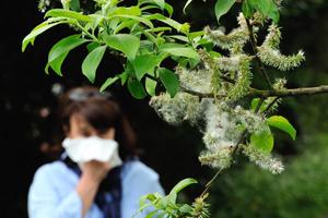 La douceur des températures favorise la floraison précoce des arbres, ce qui entraîne la dispersion des pollens dans l'air.