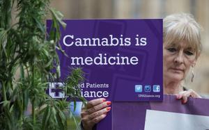 cannabis AFP