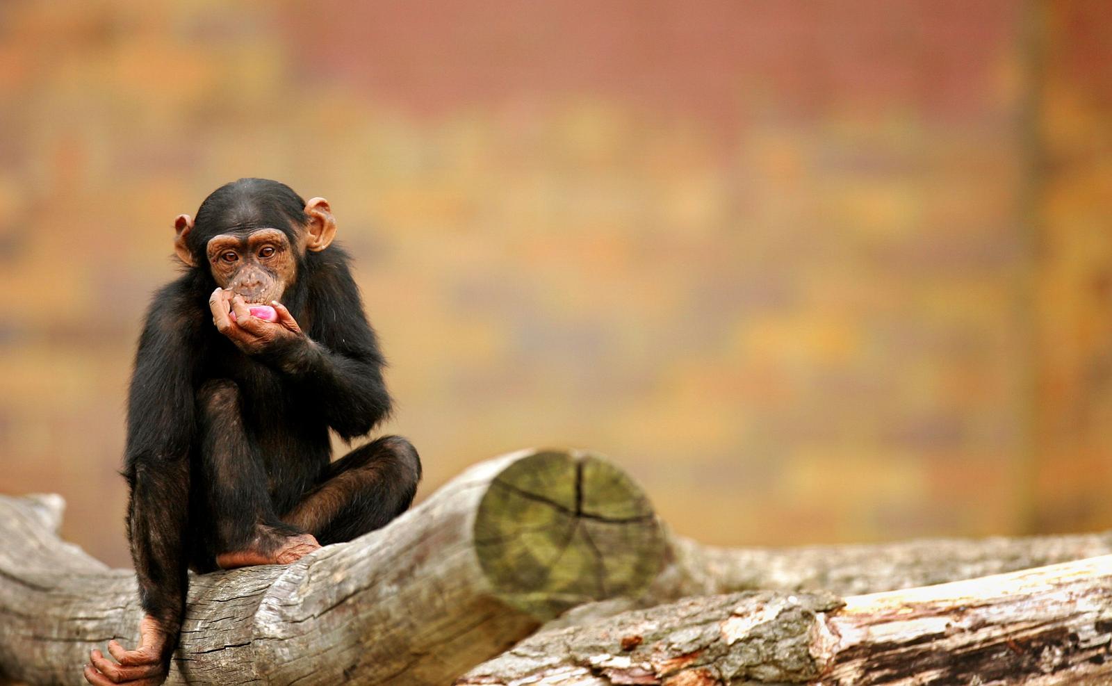 Un singe. (Image d'illustration)