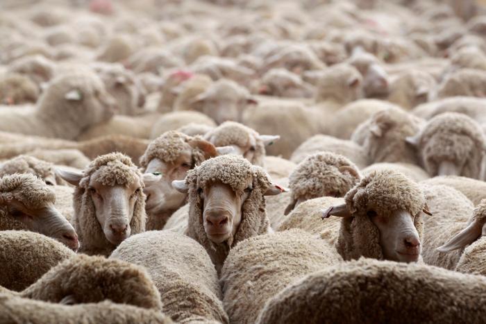 Moutons. (Image d'illustration)