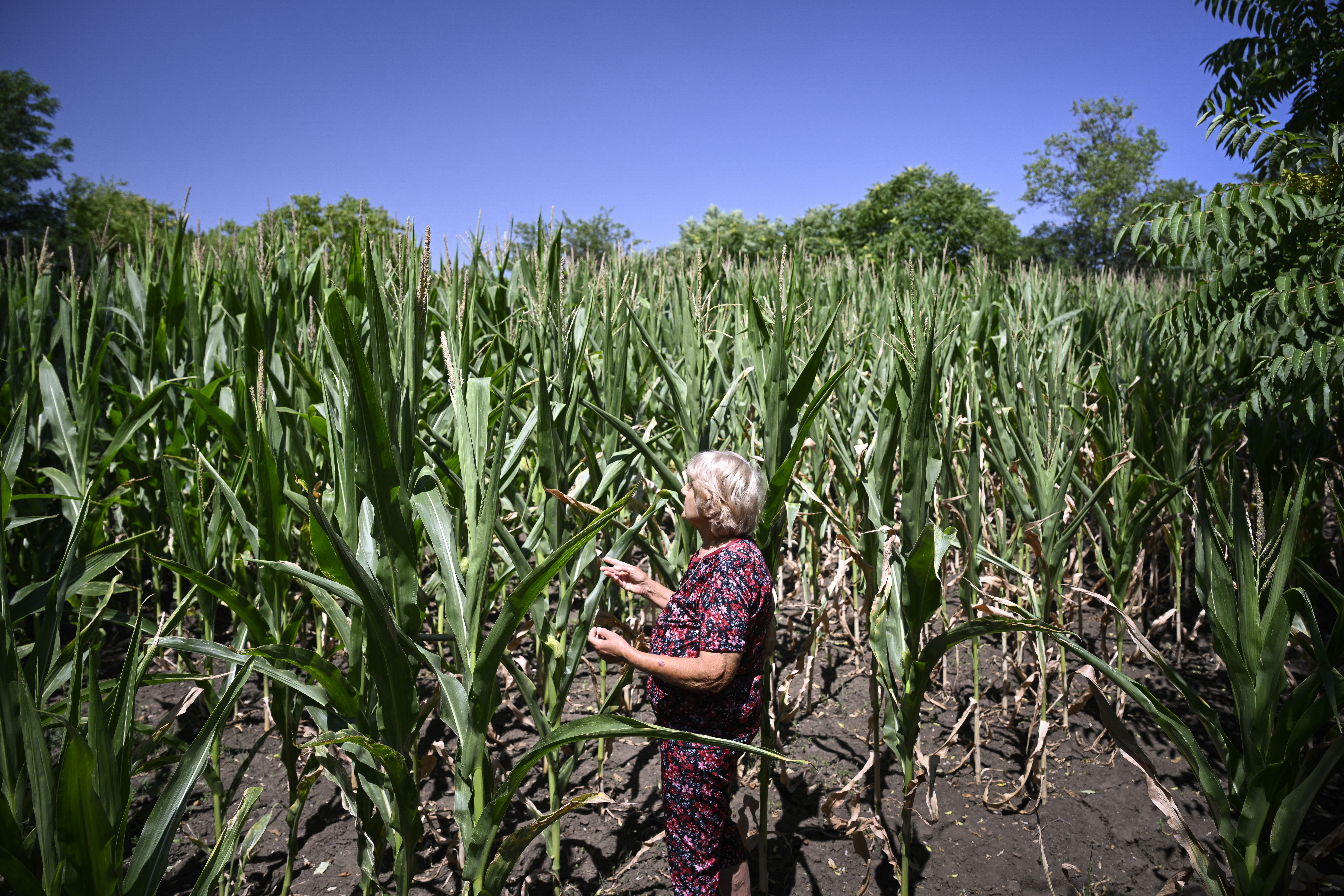 Et si modifier leurs pores permettait de protéger les plantes contre la sécheresse ? 