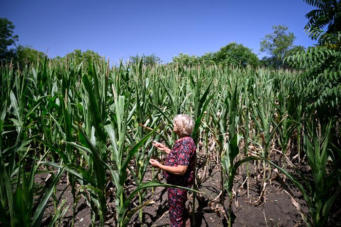 Une femme inspecte son maïs planté dans son jardin à Gorna Studena, un village situé près du Danube, en pleine pénurie d'eau le 2 juillet 2025.