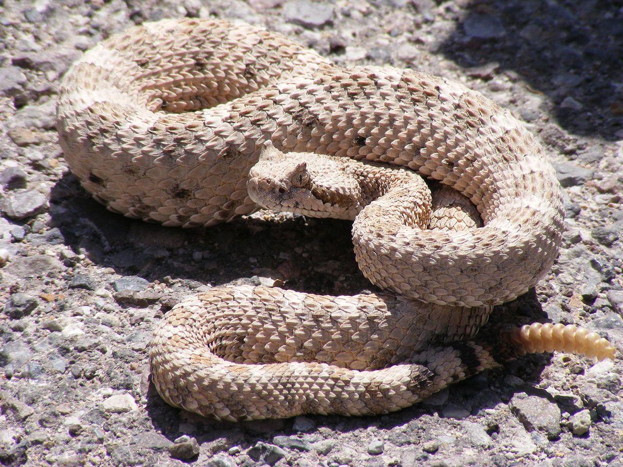 Serpent à sonnette