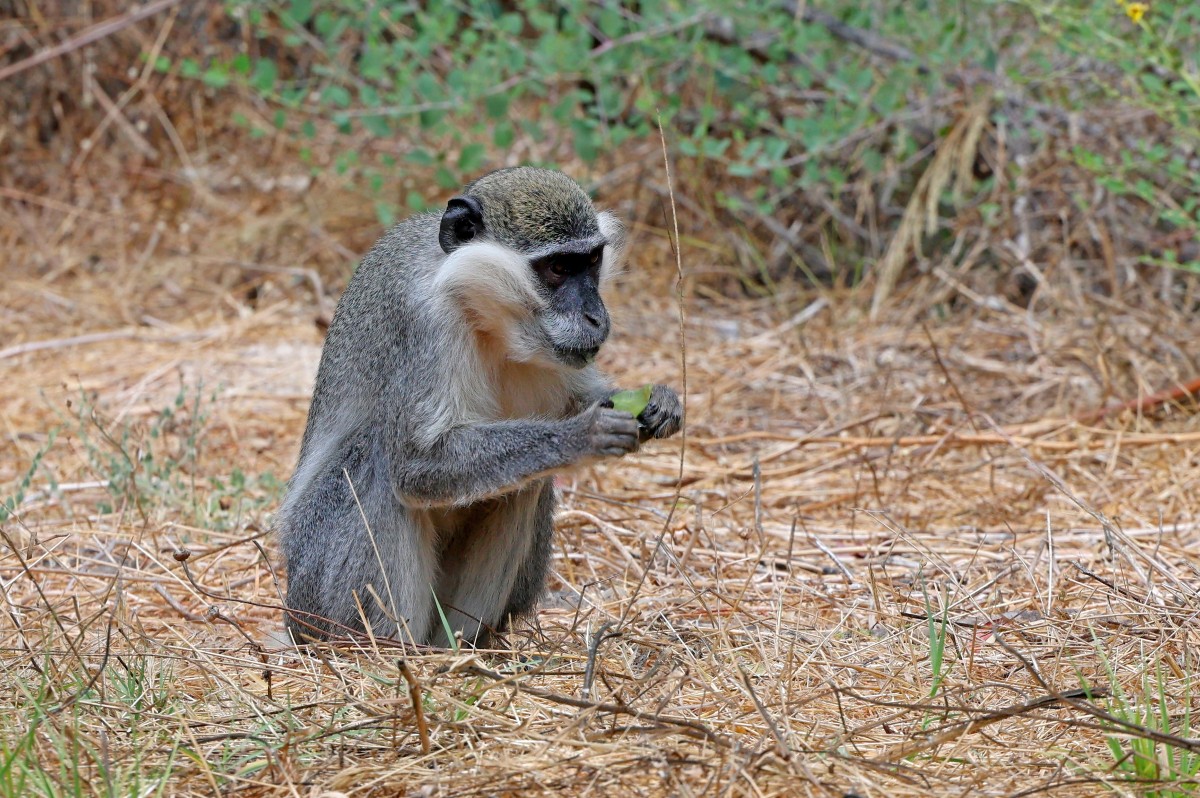 Pourquoi certains primates connaissent des accouchements encore plus difficiles que les humaines