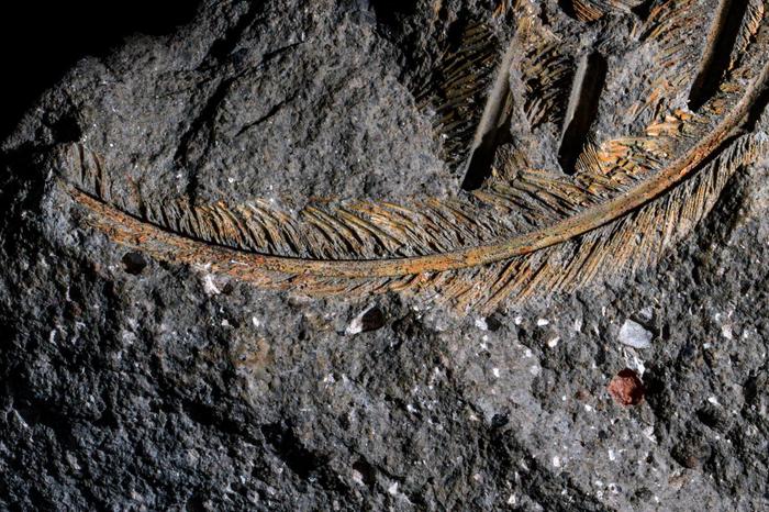 Une plume fossilisée conservée avec la roche volcanique.