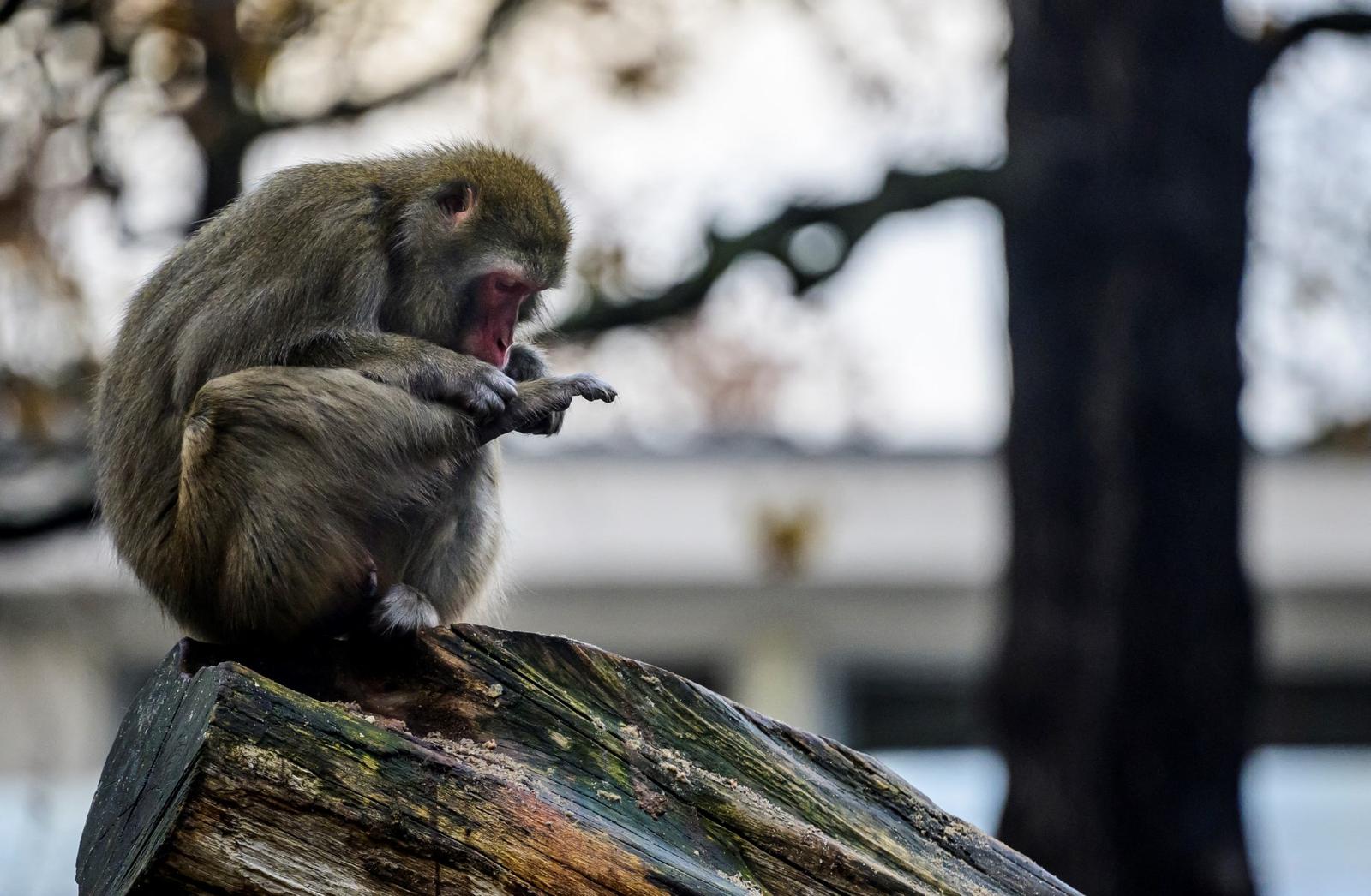 A Japanese Macaque checks himself for parasites in his enclosure at Berlin's Zoologischer Garten zoo on December 24, 2022. The zoo reopened on December 24 after closing on November 18, 2022 due to the discovery of a bird infected with the H5N1 virus amid the zoo population. After extensive testing, and immediate closure of the zoo, no other positive case was discovered. (Photo by John MACDOUGALL / AFP)