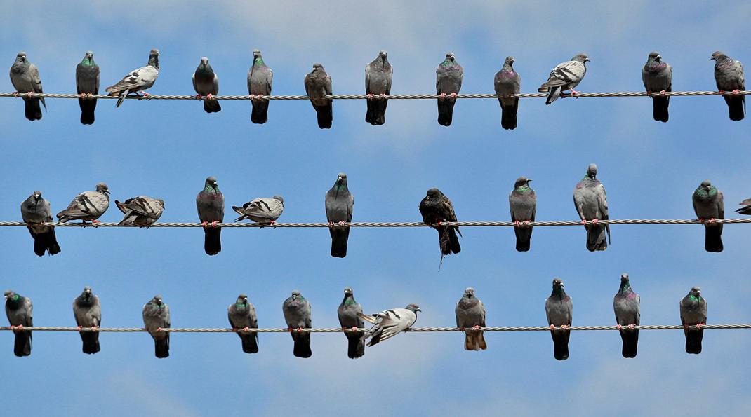 Pigeons.
