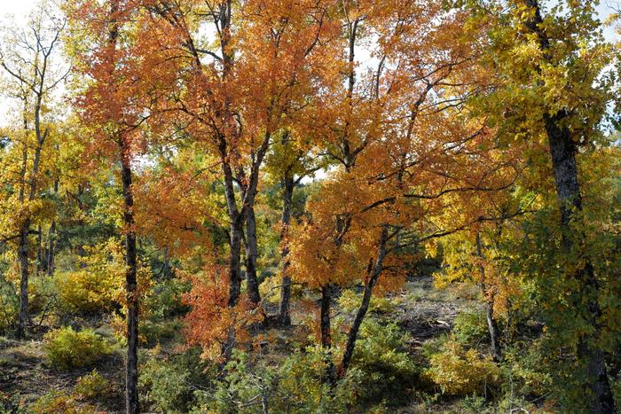 Arbres. (Image d'illustration)