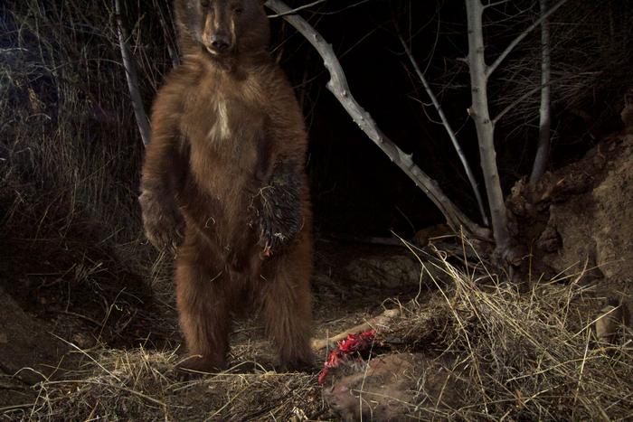 Un ours noir dans les montagnes du sud de la Californie (Etats-Unis) en 2015.