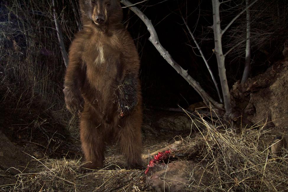 Un ours noir dans les montagnes du sud de la Californie (Etats-Unis) en 2015.