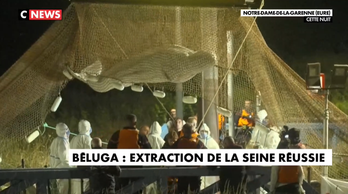 Béluga : extraction de la seine réussie
