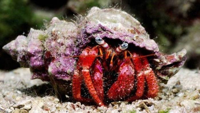 bernard l'hermite AFP