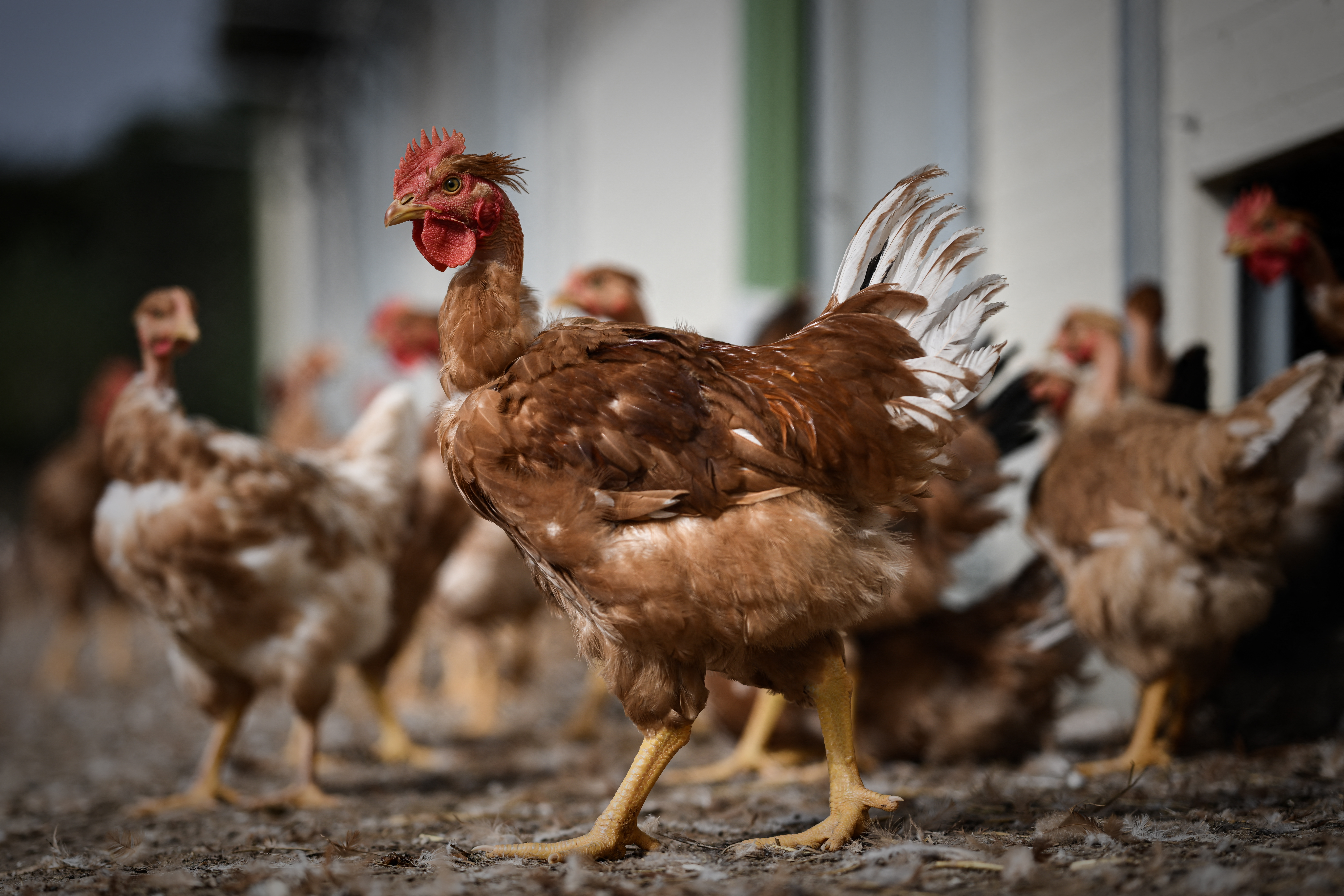 Une scientifique dit pourquoi les poulets ne se sont jamais rebellés contre l'élevage intensif