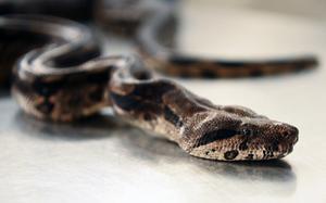 Serpent (image d'illustration)