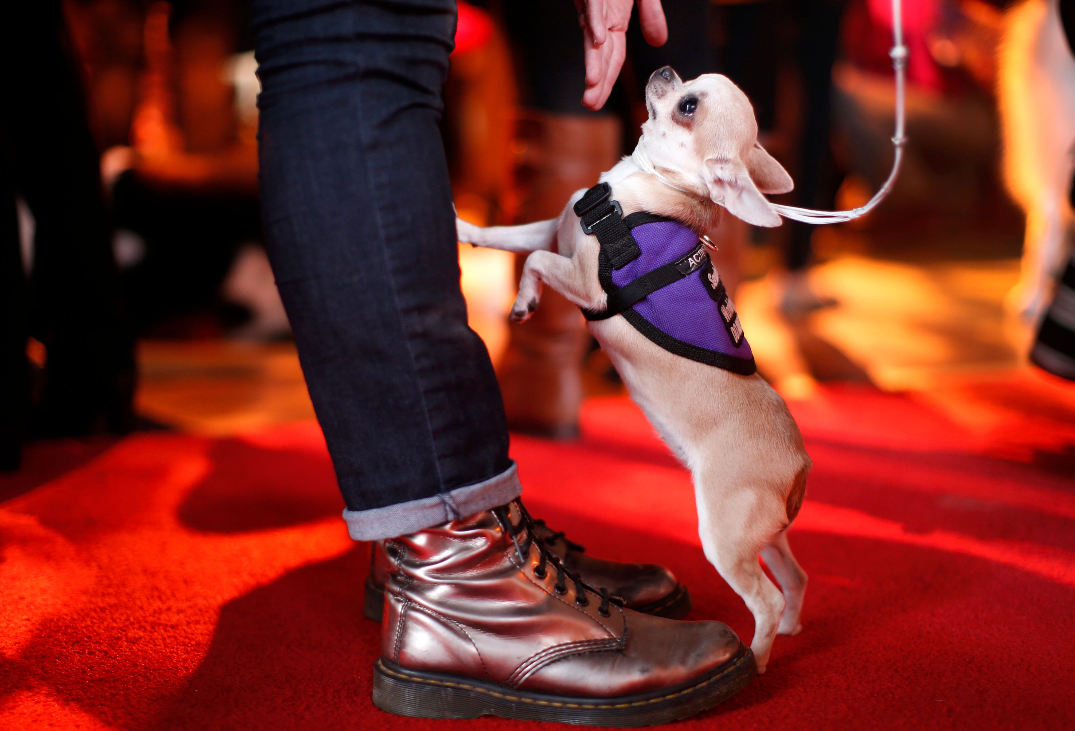 Voilà pourquoi les chihuahuas sont redoutables : (spoiler) ils ont du sang de coyote