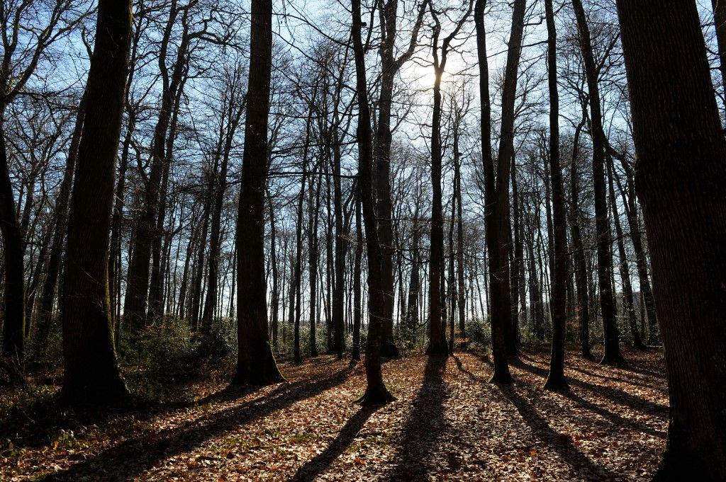 forêt arbres AFP