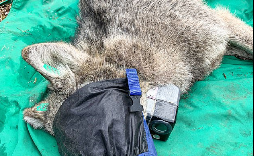 Caméra attachée au cou d'un loup