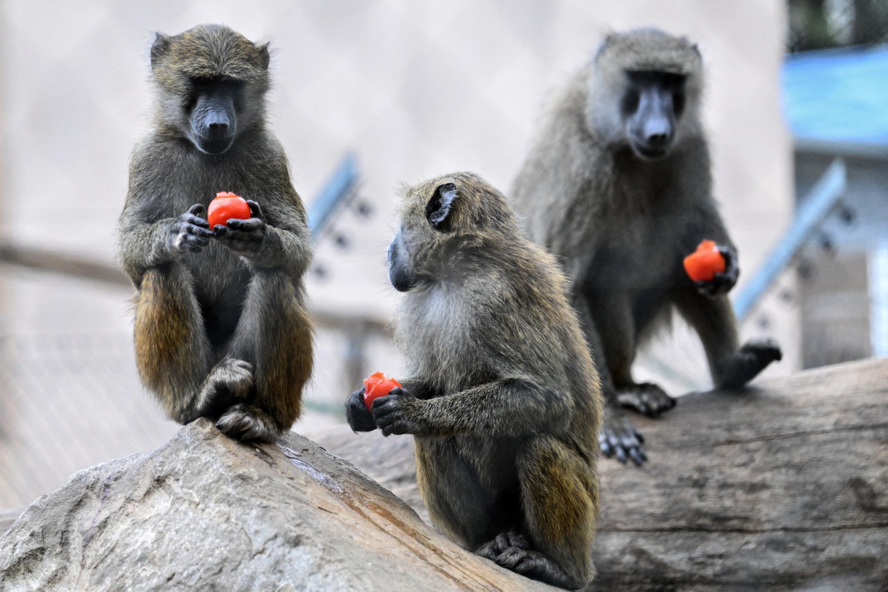 Comment les animaux se préparent à la guerre