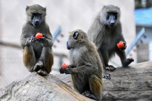 Des babouins anubis se nourrissent dans leur enclos au centre de primatologie du CNRS (Centre national de la recherche scientifique), à ​​Rousset, dans le sud-est de la France.