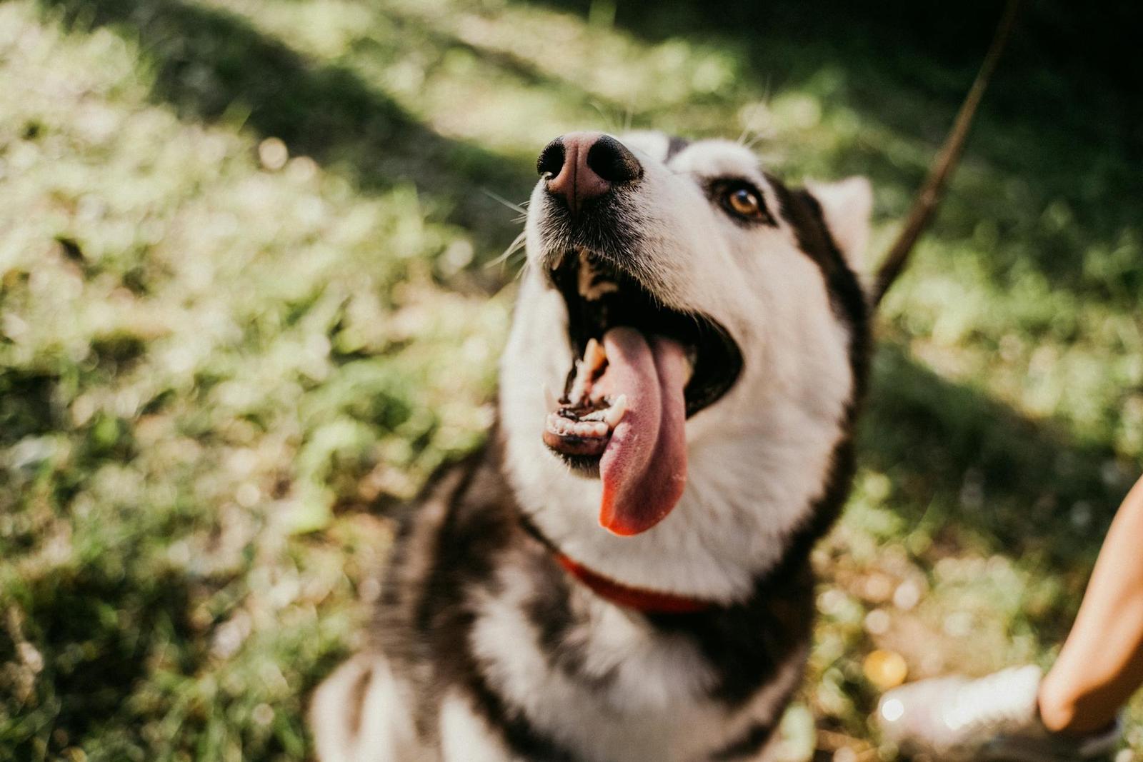 Certains chiens sont capables d’apprendre de nouveaux mots rien qu’en observant et en écoutant des interactions humaines qui ne leur sont pas adressées.