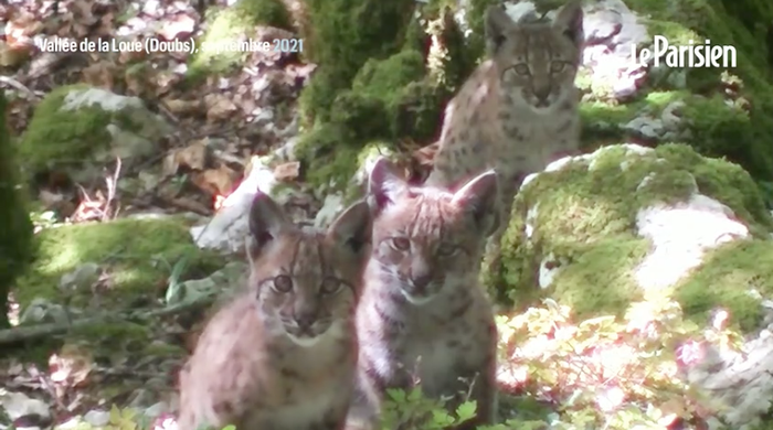 Lynx aperçus dans le Doubs