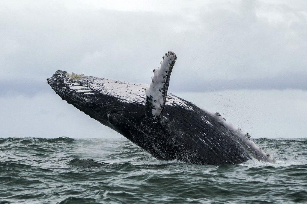 baleine AFP