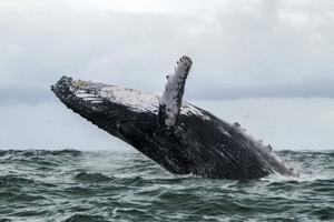 baleine AFP