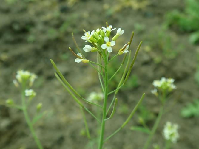 Arabidopsis thaliana