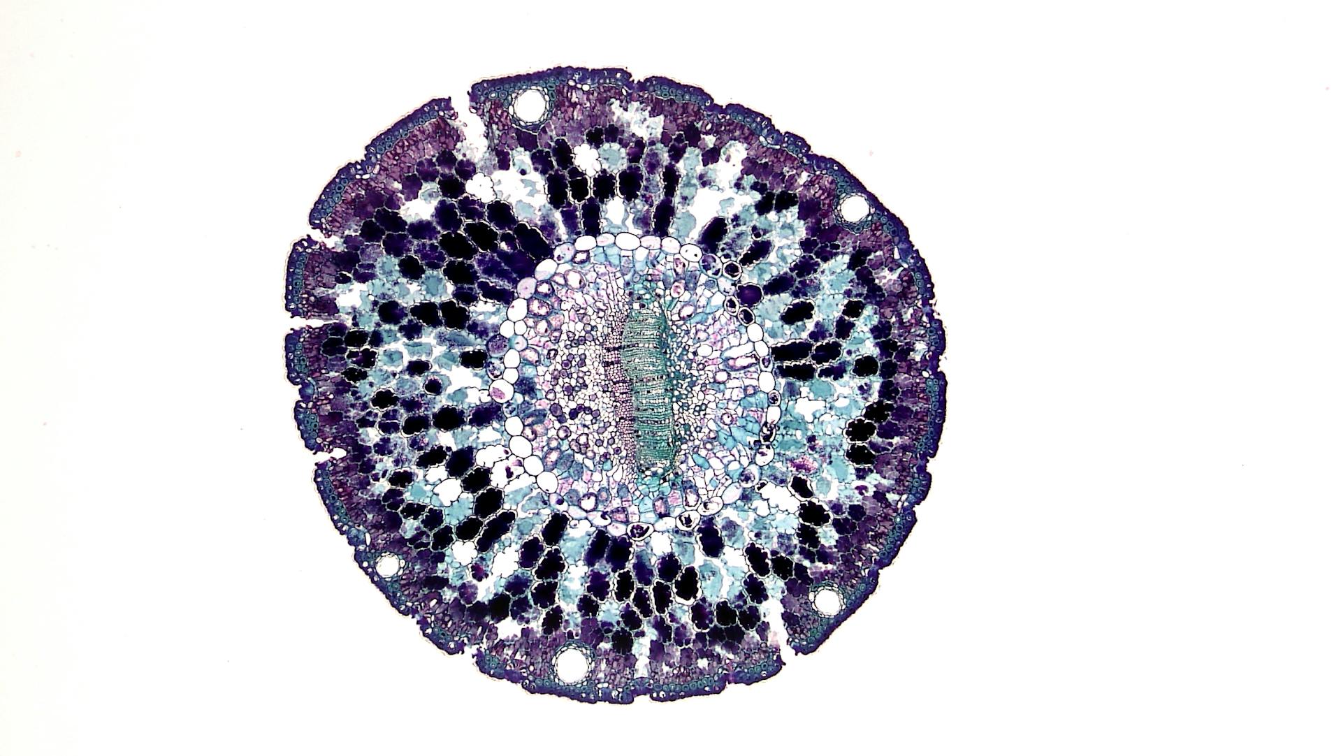 Découverte d'un nouveau type de fluide cellulaire : une révolution pour la recherche