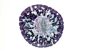 Protéines, ARN, lipides et autres molécules... Le fluide à l'intérieur d'une cellule vivante bouillonne d'activité.