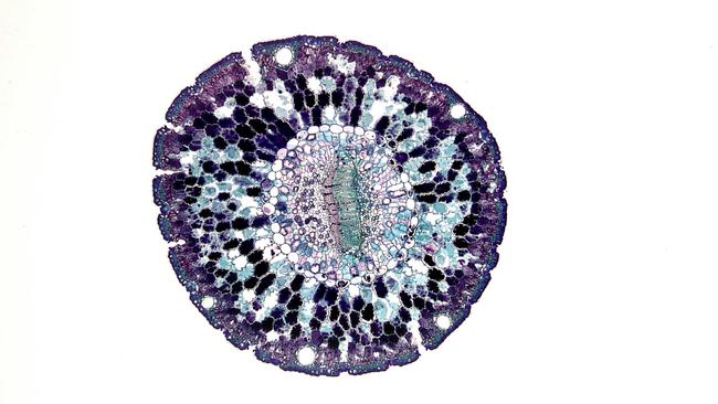 Protéines, ARN, lipides et autres molécules... Le fluide à l'intérieur d'une cellule vivante bouillonne d'activité.