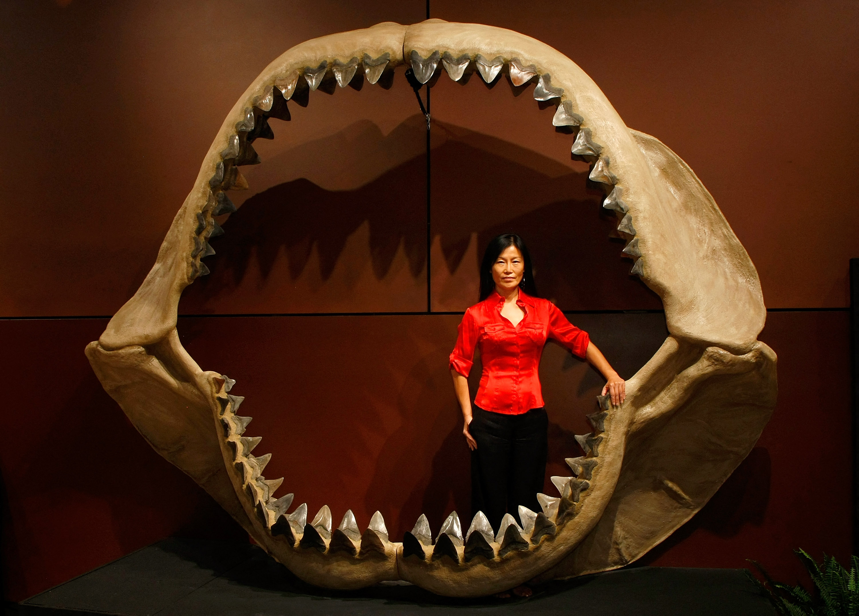 La vie légendaire du mégalodon révélée par la redécouverte de fossiles