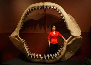 Enya Kim, du département d'histoire naturelle de la maison de ventes aux enchères Bonhams & Butterfields, se tient à l'intérieur d'une mâchoire de Carcharocles megalodon au Venetian Resort Hotel Casino de Las Vegas (Nevada), le 30 septembre 2009.