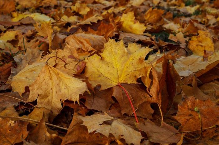feuilles automne AFP