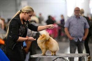La propriétaire d'un Spitz nain et son chien participent à une démonstration lors d'une exposition canine organisée dans le cadre du salon « Chiens et Loisirs » au centre de congrès Westfalenhallen de Dortmund, dans l'ouest de l'Allemagne, le 10 mai 2026.