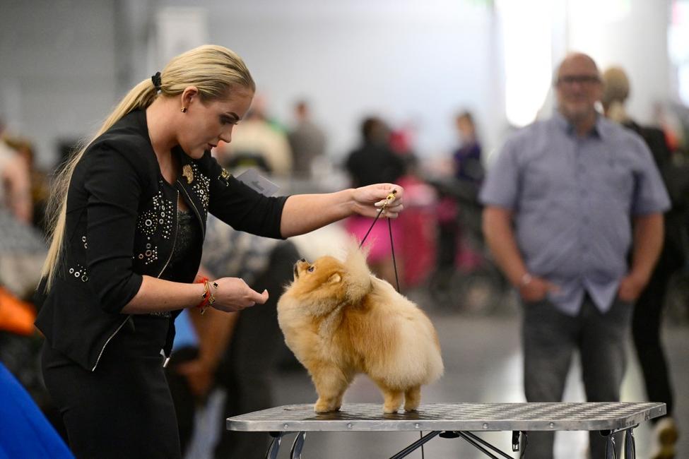 La propriétaire d'un Spitz nain et son chien participent à une démonstration lors d'une exposition canine organisée dans le cadre du salon « Chiens et Loisirs » au centre de congrès Westfalenhallen de Dortmund, dans l'ouest de l'Allemagne, le 10 mai 2026.