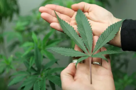 Feuille de cannabis. (Image d'illustration)