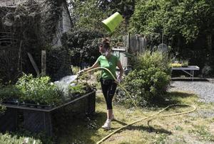 plantes arrosage AFP