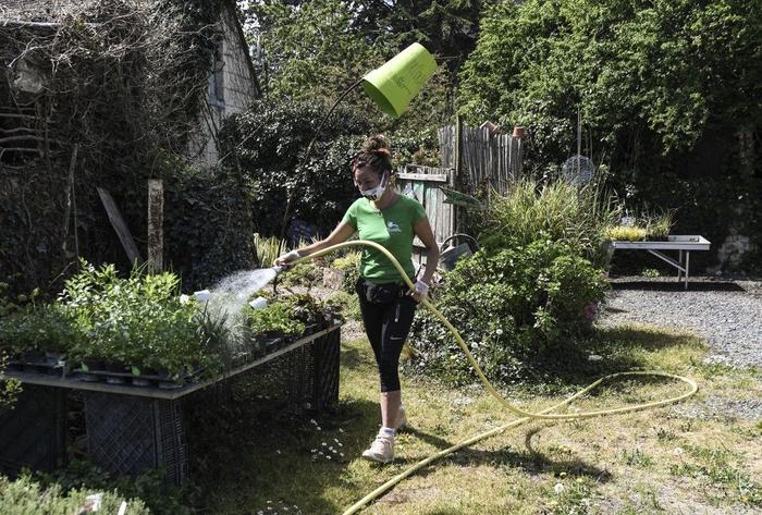 plantes arrosage AFP