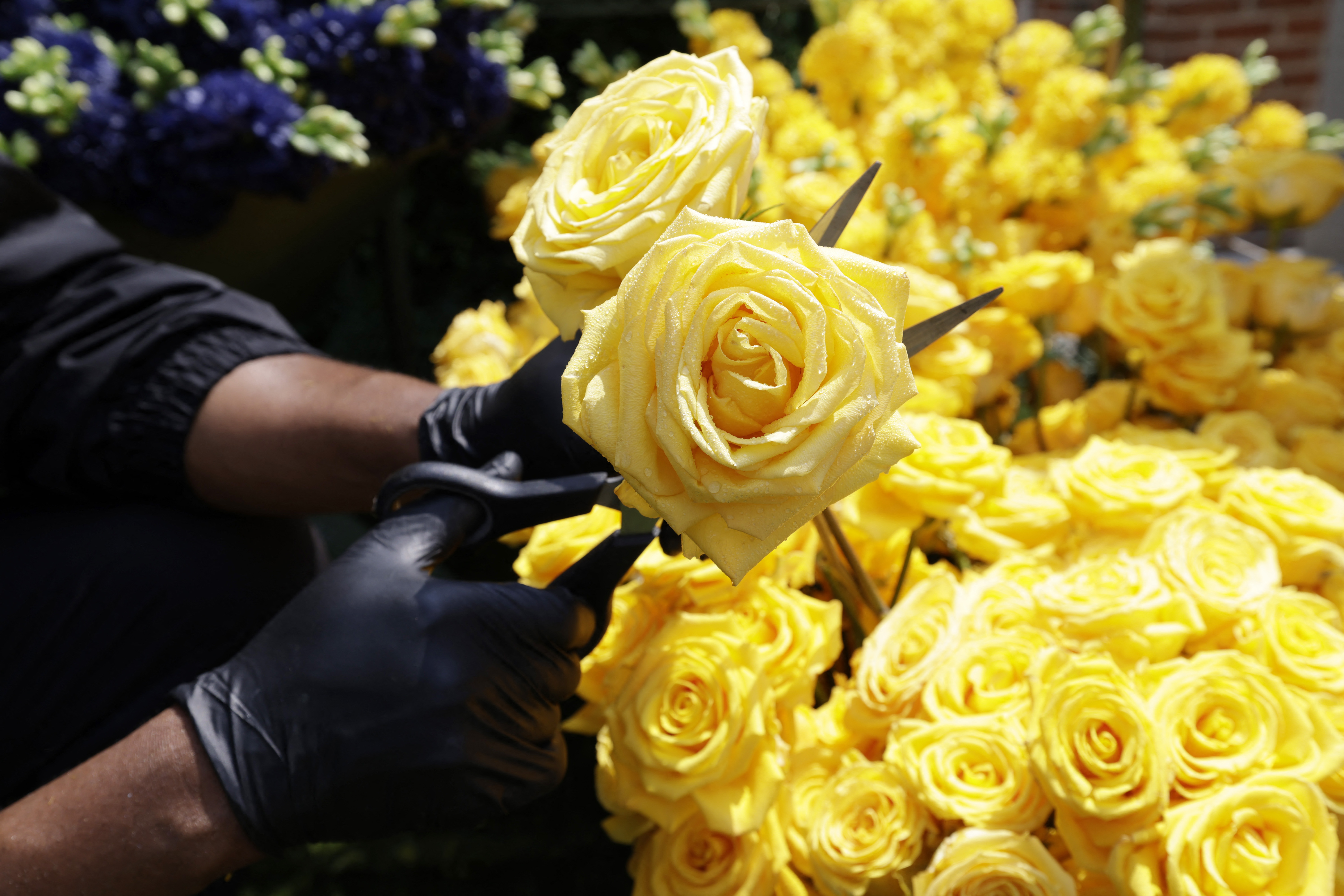 Ces millions d'années d'histoire secrète qui se cachent sous les pétales des roses en fleur cet été