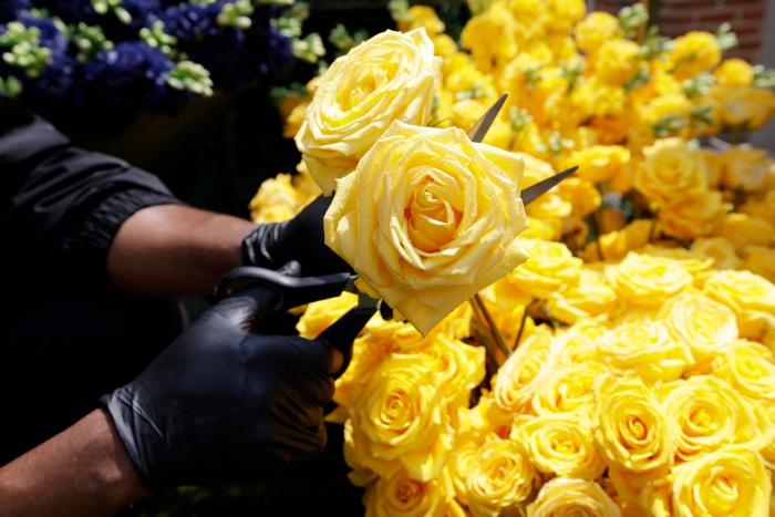 Roses jaunes. (Image d'illustration)