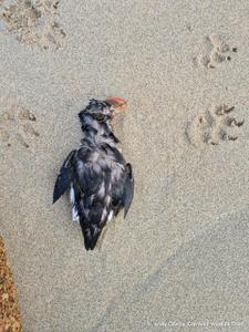 Février 2026 a vu des milliers d’oiseaux marins morts s’échouer le long des côtes du Royaume-Uni, de la France, de l’Espagne et du Portugal.